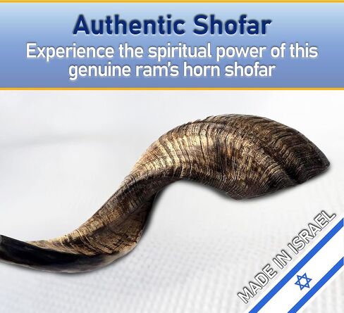Kosher Rams Horn Shofar 17"-19" Half-Polished | Authentic Shofar Horn Jericho Type | Jewish Ram Horn Blowing Horn from Israel in Saudi Arabia