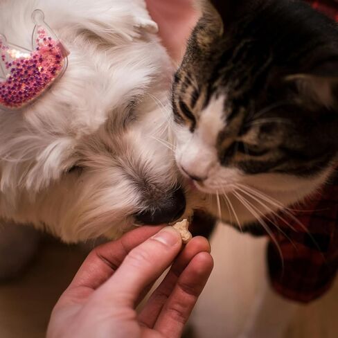 100 Pack U-100 0.3ml Lab Syringe, 31G 1/4 Inch (0,25 x 6mm) Disposable Syringes Supplies, Individually Wrapped in Kuwait