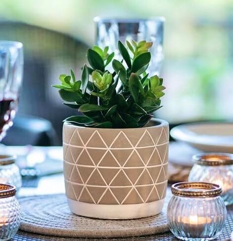 Kurrajong Farmhouse Artificial Plant | 8" Fake Plant for Desk Decor | Artificial Succulent in Pot | Fake Succulent | Faux Plant Indoor | Succulent Plant Artificial | Faux Succulent for Shelf Decor in Kuwait