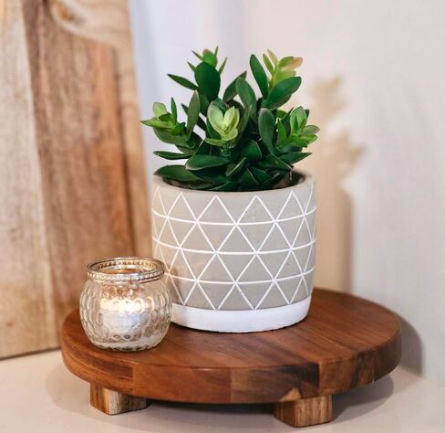 Kurrajong Farmhouse Artificial Plant | 8" Fake Plant for Desk Decor | Artificial Succulent in Pot | Fake Succulent | Faux Plant Indoor | Succulent Plant Artificial | Faux Succulent for Shelf Decor in Kuwait