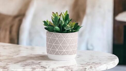 Kurrajong Farmhouse Artificial Plant | 8" Fake Plant for Desk Decor | Artificial Succulent in Pot | Fake Succulent | Faux Plant Indoor | Succulent Plant Artificial | Faux Succulent for Shelf Decor in Kuwait