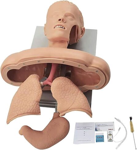 Teaching Model, Manikin Teaching Model,Adult Airway Management Trainer Tracheal Training Simulator Model, Science Lab Education Training in Saudi Arabia