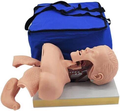 Teaching Model, Manikin Teaching Model,Adult Airway Management Trainer Tracheal Training Simulator Model, Science Lab Education Training in Saudi Arabia