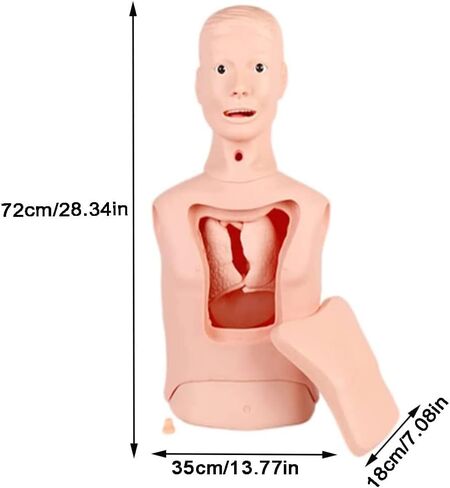 نماذج الهيكل العظمي نموذج التدريس، التنبيب الرغامي نموذج أنبوب المعدة نصف الجسم عارضة أزياء لممارسة التمريض محاكاة القزم أنبوب المعدة نموذج التدريب على التغذية الأنفية المعوية in Kuwait