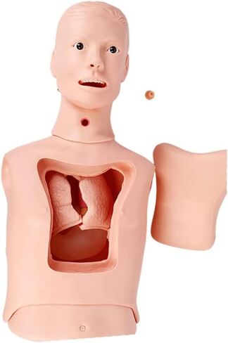 نماذج الهيكل العظمي نموذج التدريس، التنبيب الرغامي نموذج أنبوب المعدة نصف الجسم عارضة أزياء لممارسة التمريض محاكاة القزم أنبوب المعدة نموذج التدريب على التغذية الأنفية المعوية in Kuwait