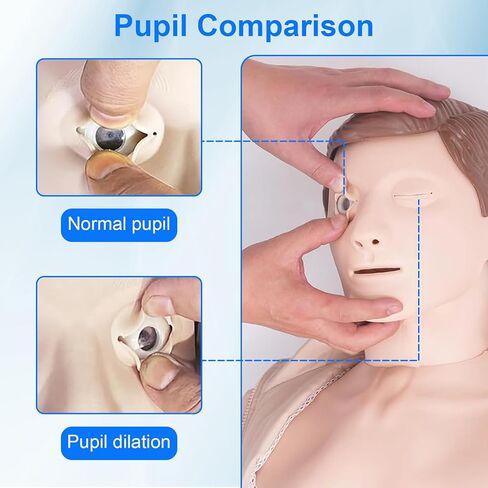 CPR Dummy Manikins Training Kit, Professional CPR Mannequin Test Dummies Adult with Medium Skin MCR Med-ical Accessories, CPR Training Dummy Set for Classroom or Research Centers in Kuwait