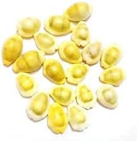 Radhna Traditional Indian Combo Pack of 21 Yellow Kodi Kaudi 21 Kamal Gatta Seed 21 Gomati Chakra for Laxmi Diwali Pooja Purpose in Saudi Arabia