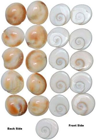 Radhna Traditional Indian Combo Pack of 21 Yellow Kodi Kaudi 21 Kamal Gatta Seed 21 Gomati Chakra for Laxmi Diwali Pooja Purpose in Saudi Arabia