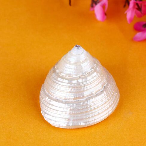 SATVIK Shree Lakshmi Shankh for Puja – Sacred Shankh for Mandir Rituals, Spiritual Décor & Home Temple Setup in Saudi Arabia
