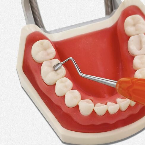 Dental Aesthetic Restoration Tools Replica Posterior for Simplifying Occlusal Modeling of Posterior Silicon Dental Modeling Tool in Kuwait