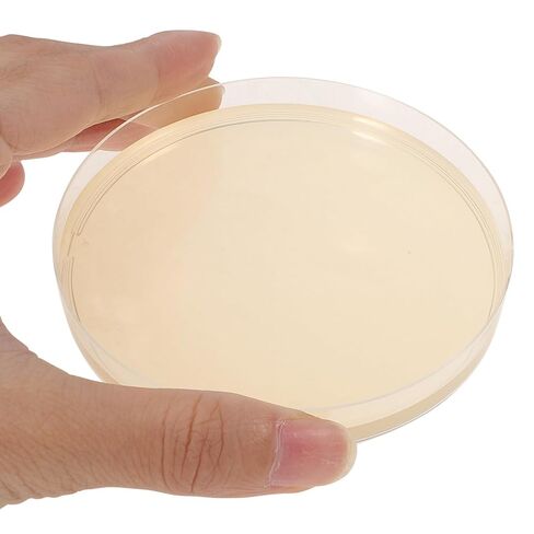 Totority Potato Dextrose Agar Petri Dishes - Prepoured Potato Dextrose Agar (PDA) - for Mushrooms, Home Test Kit, or for Science Fair Projects, Petri Dishes with Agar in Saudi Arabia