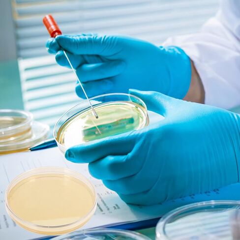 Totority Potato Dextrose Agar Petri Dishes - Prepoured Potato Dextrose Agar (PDA) - for Mushrooms, Home Test Kit, or for Science Fair Projects, Petri Dishes with Agar in Saudi Arabia