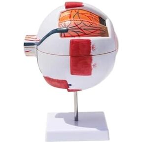 Human Eye Model - Eye 6X Magnification, Detachable 7 Components for Medical Analysis and Learning in Kuwait