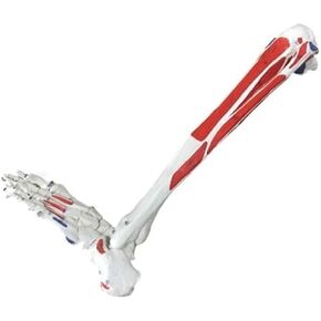 Human Leg Skeleton Model, Simulated Human Foot Model Lower Limbs, PVC Material in Kuwait