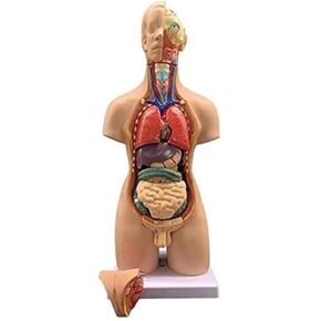 Human Anatomy Model 19 Parts 55 Cm Unisex Medical Internal Organs for Teaching Removable in Kuwait