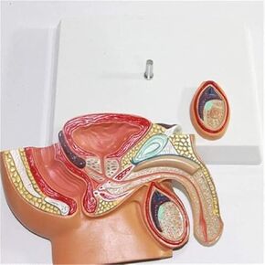 Male Prostate Reproductive System Anatomy Popular Science Teaching Model Medical Model Teaching Material in Kuwait