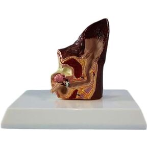 Canine Ear Model Pathology Animal Organ Biological Anatomy Specimen Medical Education and Training Auxiliary Tool in Kuwait