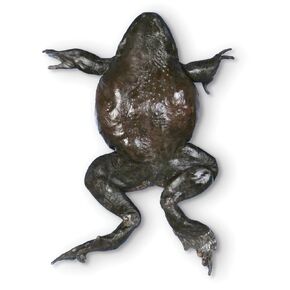 Carolina's Perfect Solution® Bullfrog, 6"+, Double Injection, Pail in Kuwait