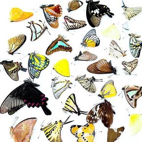10 Pcs Real Butterfly Specimen - Taxidermy Butterfly DIY Creative Production, Taxidermy Animals for Framed Butterfly Shadow Box (10Pcs Butterfly specimens-Not Spreading Wings) in Kuwait