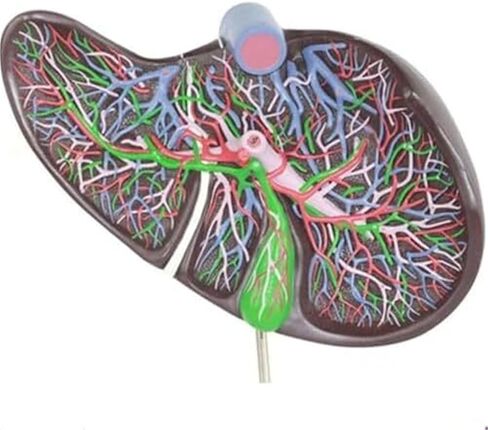 نموذج موسع لتشريح الكبد الحشوي والأعضاء الهضمية البشرية in Kuwait