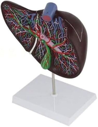 نموذج موسع لتشريح الكبد الحشوي والأعضاء الهضمية البشرية in Kuwait