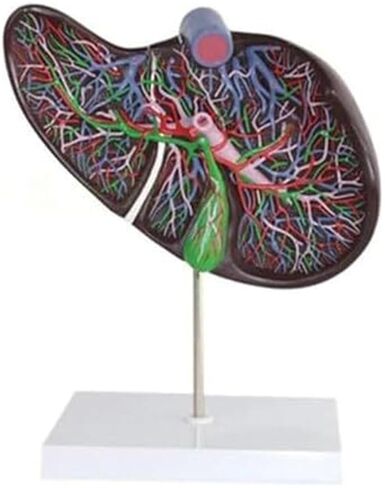 نموذج موسع لتشريح الكبد الحشوي والأعضاء الهضمية البشرية in Kuwait