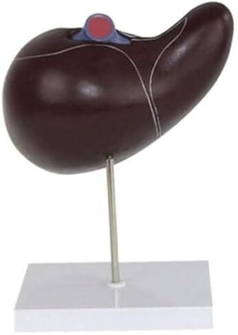 نموذج موسع لتشريح الكبد الحشوي والأعضاء الهضمية البشرية in Kuwait