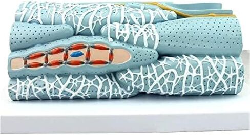 تجميع أنسجة العضلات الملساء التعليمية، وتشريح الخلايا الدقيقة، والأعضاء الحشوية للتعلم المدرسي، والتوضيح، والتدريس in Kuwait