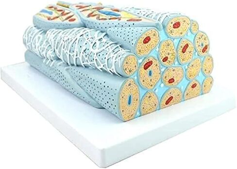 تجميع أنسجة العضلات الملساء التعليمية، وتشريح الخلايا الدقيقة، والأعضاء الحشوية للتعلم المدرسي، والتوضيح، والتدريس in Kuwait