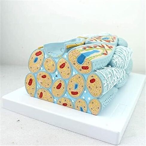 تجميع أنسجة العضلات الملساء التعليمية، وتشريح الخلايا الدقيقة، والأعضاء الحشوية للتعلم المدرسي، والتوضيح، والتدريس in Kuwait