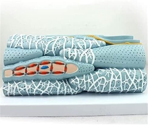 تجميع أنسجة العضلات الملساء التعليمية، وتشريح الخلايا الدقيقة، والأعضاء الحشوية للتعلم المدرسي، والتوضيح، والتدريس in Kuwait