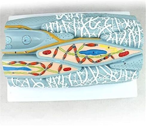 تجميع أنسجة العضلات الملساء التعليمية، وتشريح الخلايا الدقيقة، والأعضاء الحشوية للتعلم المدرسي، والتوضيح، والتدريس in Kuwait