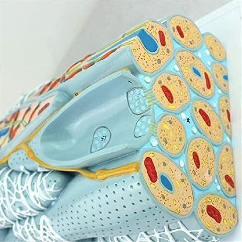 تجميع أنسجة العضلات الملساء التعليمية، وتشريح الخلايا الدقيقة، والأعضاء الحشوية للتعلم المدرسي، والتوضيح، والتدريس in Kuwait