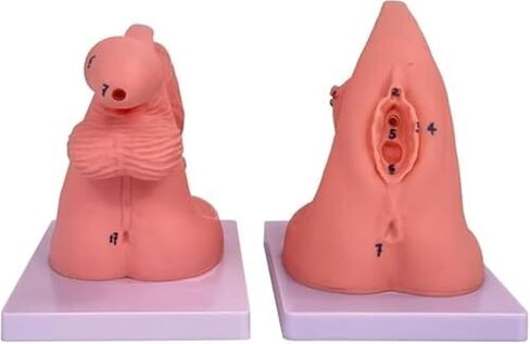 Male and Female Genital Duct Models Suitable for Clinical Teaching in Medicine. in Kuwait