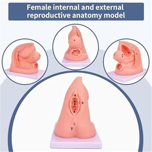 Male and Female Genital Duct Models Suitable for Clinical Teaching in Medicine. in Kuwait