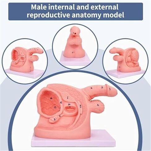 Male and Female Genital Duct Models Suitable for Clinical Teaching in Medicine. in Kuwait