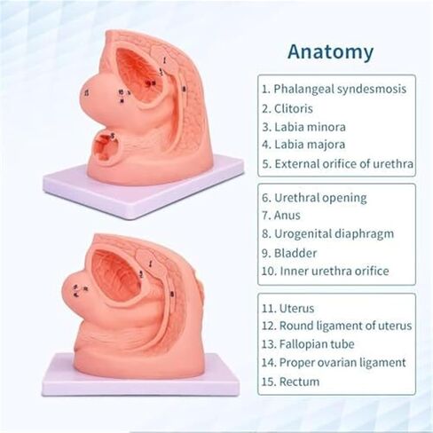Male and Female Genital Duct Models Suitable for Clinical Teaching in Medicine. in Kuwait