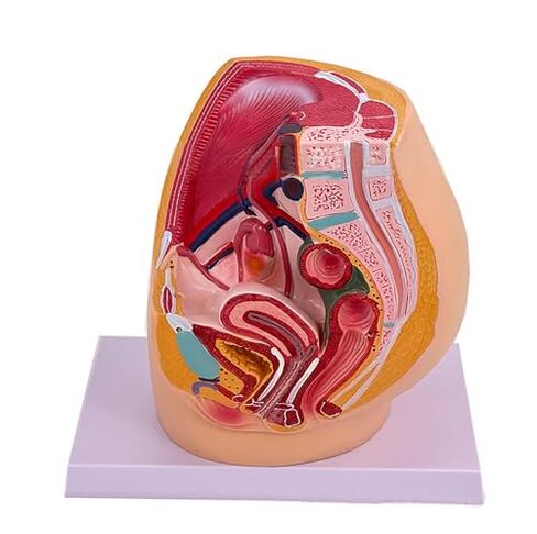 Male and Female Pelvic Reproductive Anatomy Models for Scientific Education(2pcs) in Kuwait