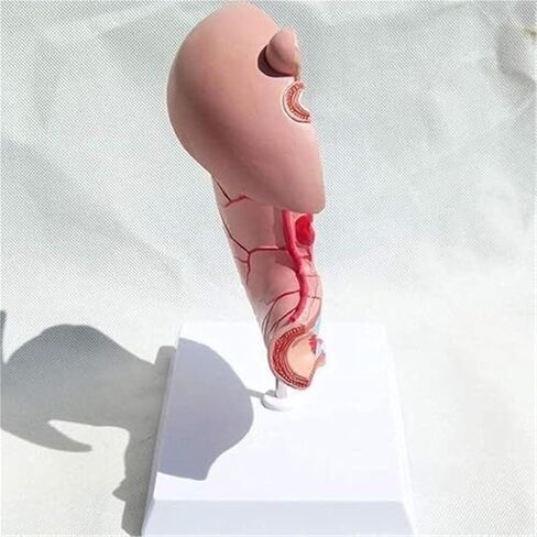 Medical Anatomy Model of Digestive System in Human Gastric Diseases in Kuwait