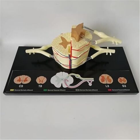 Spinal Slice Model, 5X Life Size, Spinal Ganglia and Blood Vessels Used for Teaching in Kuwait
