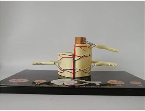 Spinal Slice Model, 5X Life Size, Spinal Ganglia and Blood Vessels Used for Teaching in Kuwait