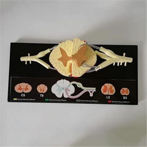 Spinal Slice Model, 5X Life Size, Spinal Ganglia and Blood Vessels Used for Teaching in Kuwait