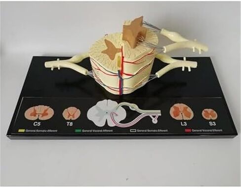 Spinal Slice Model, 5X Life Size, Spinal Ganglia and Blood Vessels Used for Teaching in Kuwait