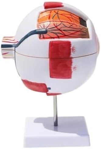 نموذج العين البشرية - تكبير العين 6X، 7 مكونات قابلة للفصل للتحليل الطبي والتعلم in Kuwait