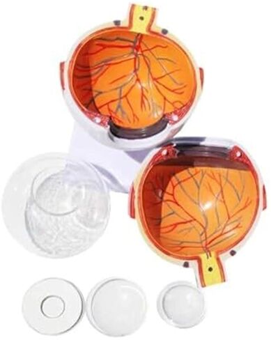 نموذج العين البشرية - تكبير العين 6X، 7 مكونات قابلة للفصل للتحليل الطبي والتعلم in Kuwait