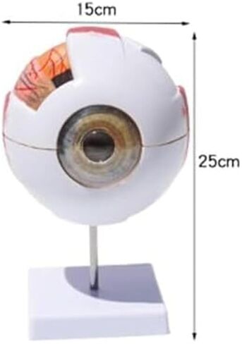 نموذج العين البشرية - تكبير العين 6X، 7 مكونات قابلة للفصل للتحليل الطبي والتعلم in Kuwait