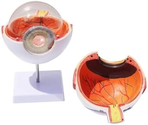 نموذج العين البشرية - تكبير العين 6X، 7 مكونات قابلة للفصل للتحليل الطبي والتعلم in Kuwait