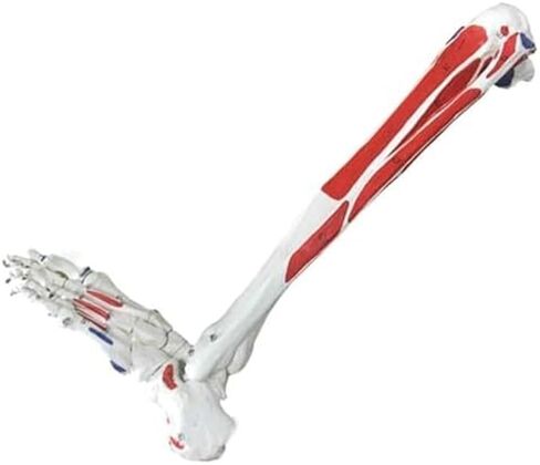 Human Leg Skeleton Model, Simulated Human Foot Model Lower Limbs, PVC Material in Kuwait