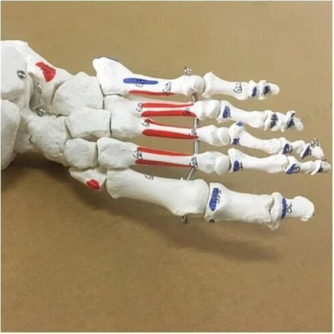Human Leg Skeleton Model, Simulated Human Foot Model Lower Limbs, PVC Material in Kuwait