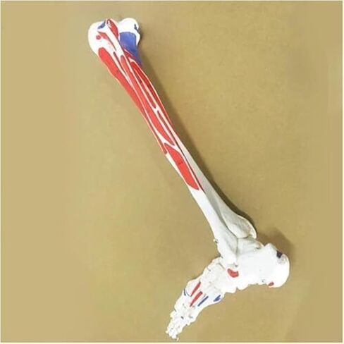 Human Leg Skeleton Model, Simulated Human Foot Model Lower Limbs, PVC Material in Kuwait